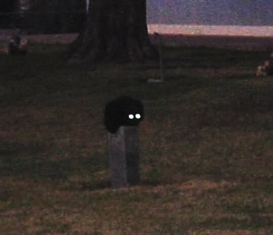 cats who share one braincell tweet media