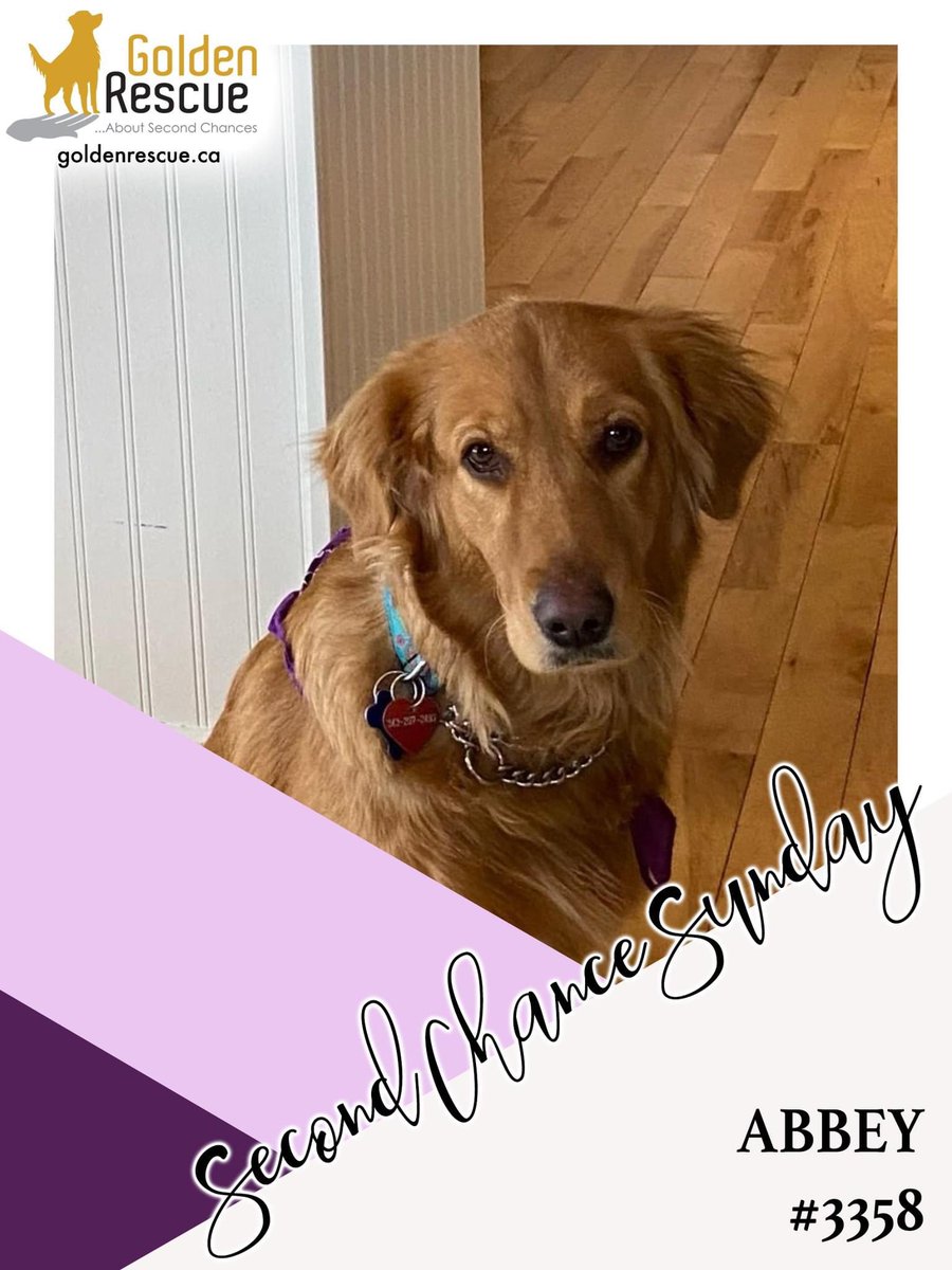 GoldenRescue's tweet photo. Abbey #3358 is loved and adored by her forever family and truly living her best life. To read more about Abbey's second chance, please click on the link: https://t.co/XeuW457aSx
#goldenretriever #rescuedog #adoptdontshop #secondchancesunday https://t.co/XL7s1yIC19