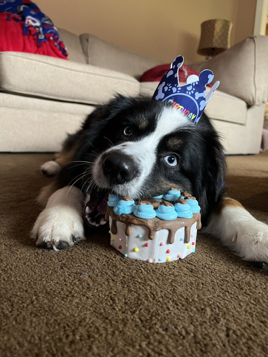 Coffeewhore2's tweet photo. Happy 1st Birthday Josh! Thank you for bringing so much love into our lives. 🎂🐾❤️ #ineededhimasmuchasheneededme #HappyBirthday #puppylove #myjosh https://t.co/9unb6belpC