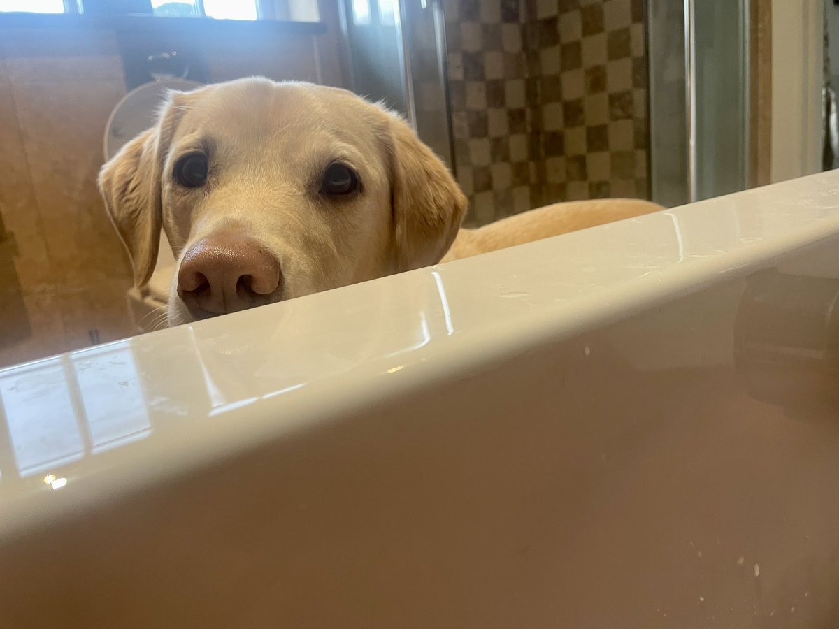 MrAndrewCotter's tweet photo. Elon doesn’t want you to see Mabel checking in on me in the bath. Elon’s probably right. https://t.co/ocYWuQ4Ax9