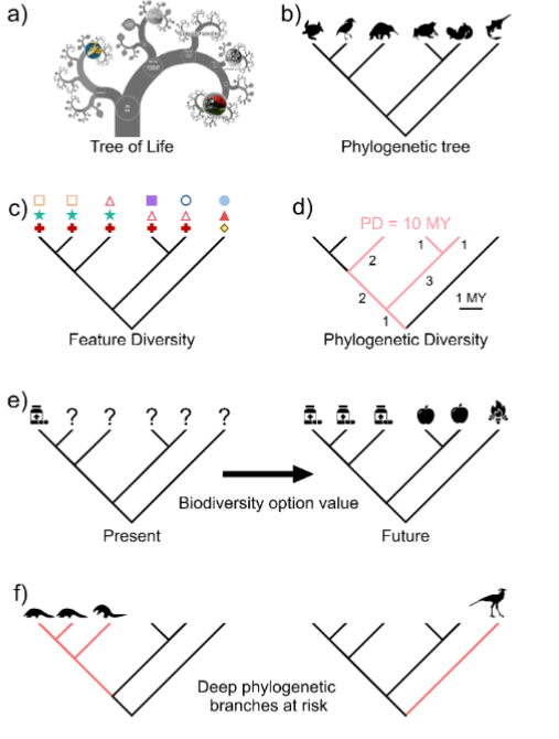 In this article, Gumbs et al call attention to our need to safeguard the tree of life 🌳-the unique and shared evolutionary history of life on Earth—🌏 to maintain the benefits it bestows into the future. Learn more at doi.org/10.1111/cobi.1… #conservation #science #treeoflife