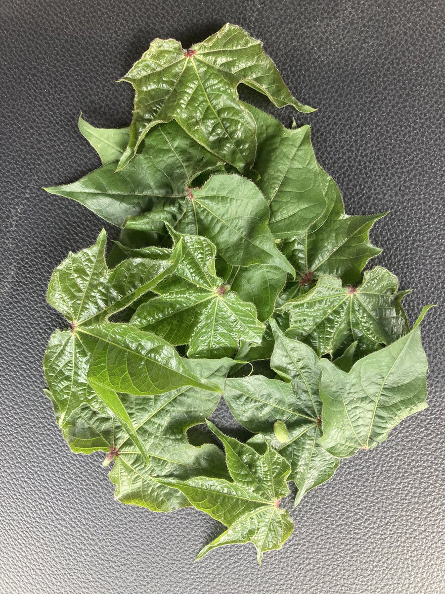 icecream_ground's tweet image. Obligatory bollworm eggs on the truck console pic- 2023. #BollwormFlight2023 #Vantacor #Elevest