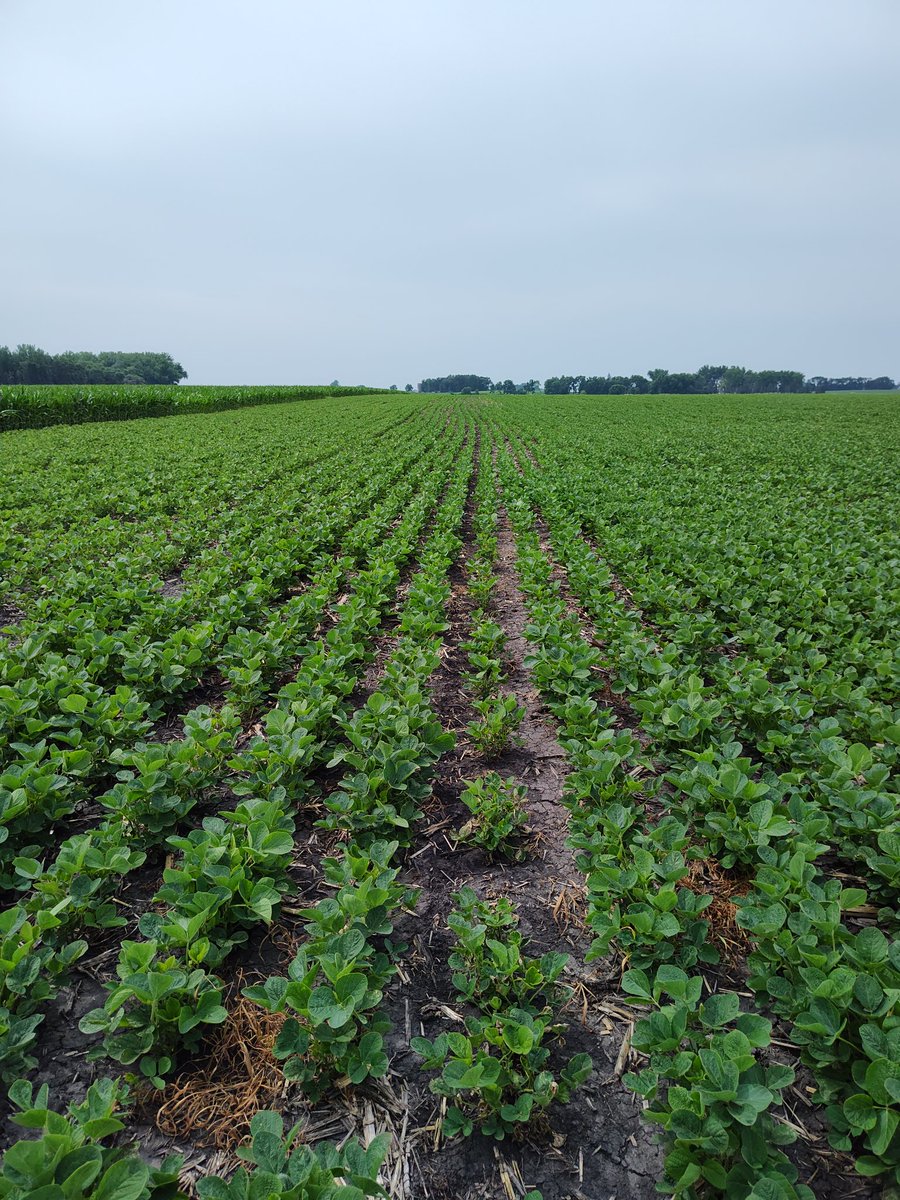 FastGrassGuy's tweet photo. @thefarmerette Are you a Bean Hater because you didn't mention  them ha ha  my Soybeans near Hollandale MN #MakeBeansgreatagain https://t.co/J1DkZ6H05O