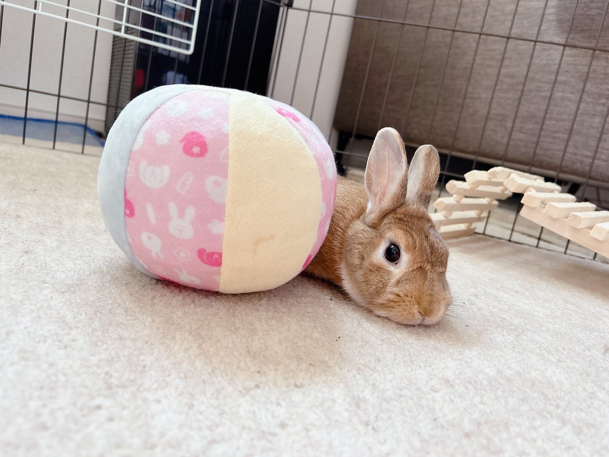 Mugi_20220614's tweet photo. あざといむぎちゃん🐰🌾
 
 #うさぎ好きさんと繋がりたい 
 #うさぎのいる暮らし https://t.co/ZOIWgKewXS