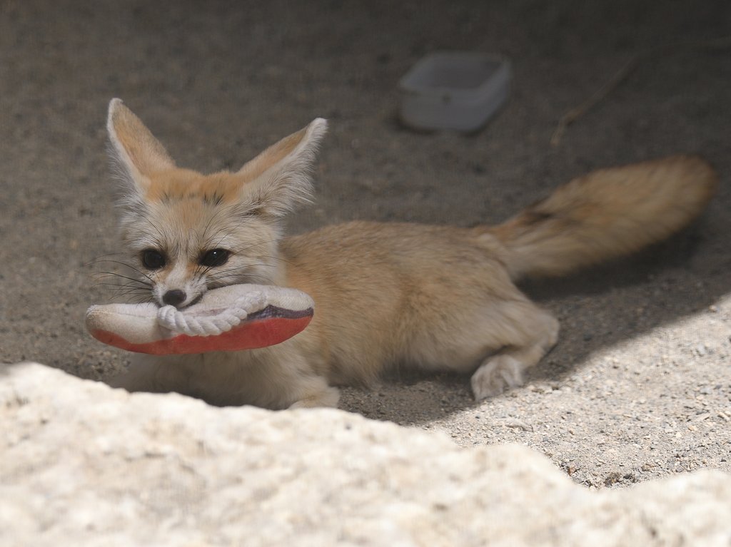 ciao_0w0's tweet photo. フェネックのコン太郎🐟🦊

#市川市動植物園 https://t.co/jHTyZhyj33