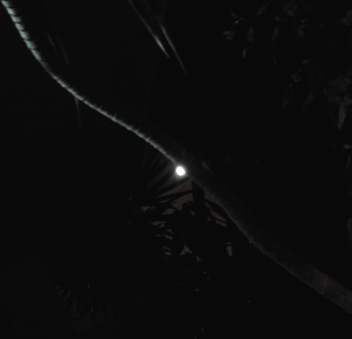 Rmmundoblanco72's tweet photo. #3JL
Luna de Ciervo /  The Buck Moon.
                        🌕🦌
#LunaLlena #FullMoon #LunaDeCiervo #BuckMoon #SuperLuna #SuperMoon #SolsticiodeVerano #SummerSolstice https://t.co/Jrlkg2ILC4