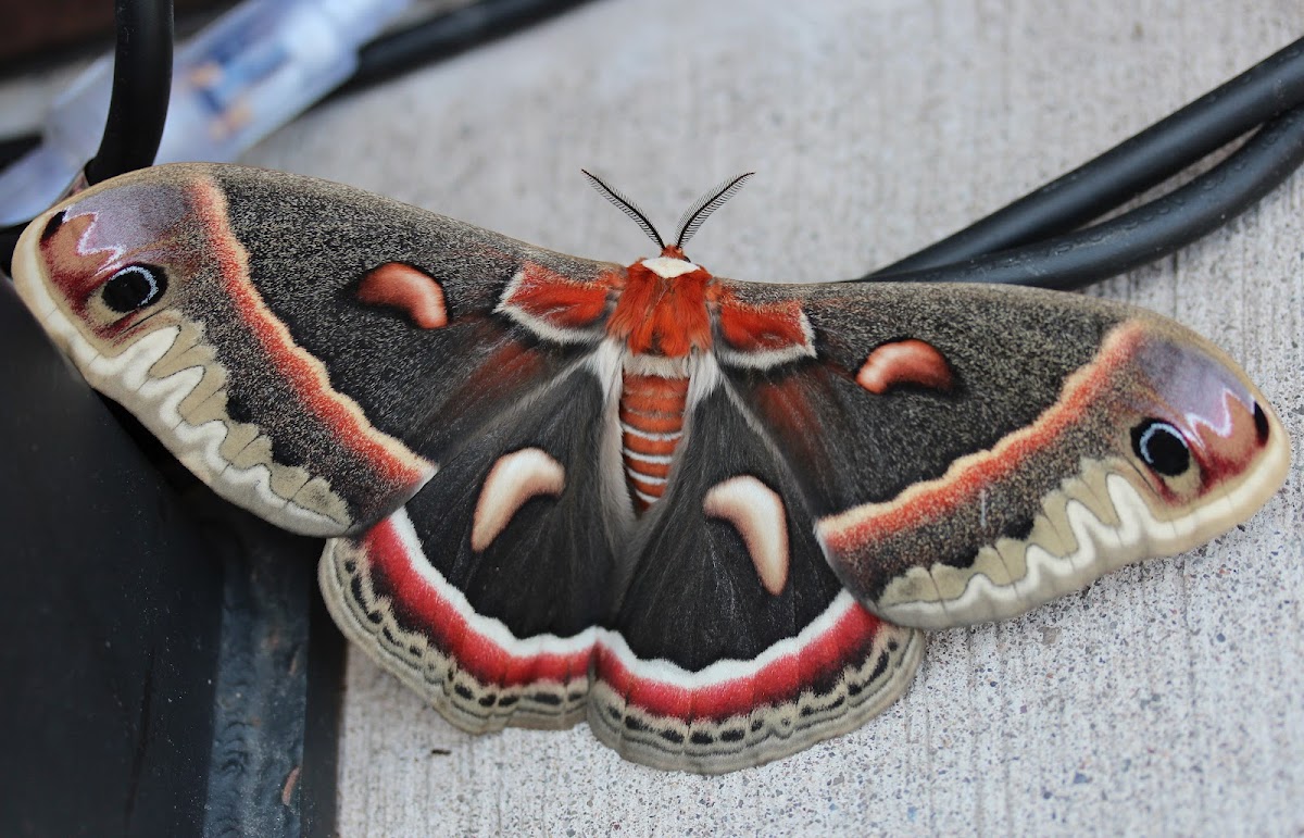 Project Noah tweet media