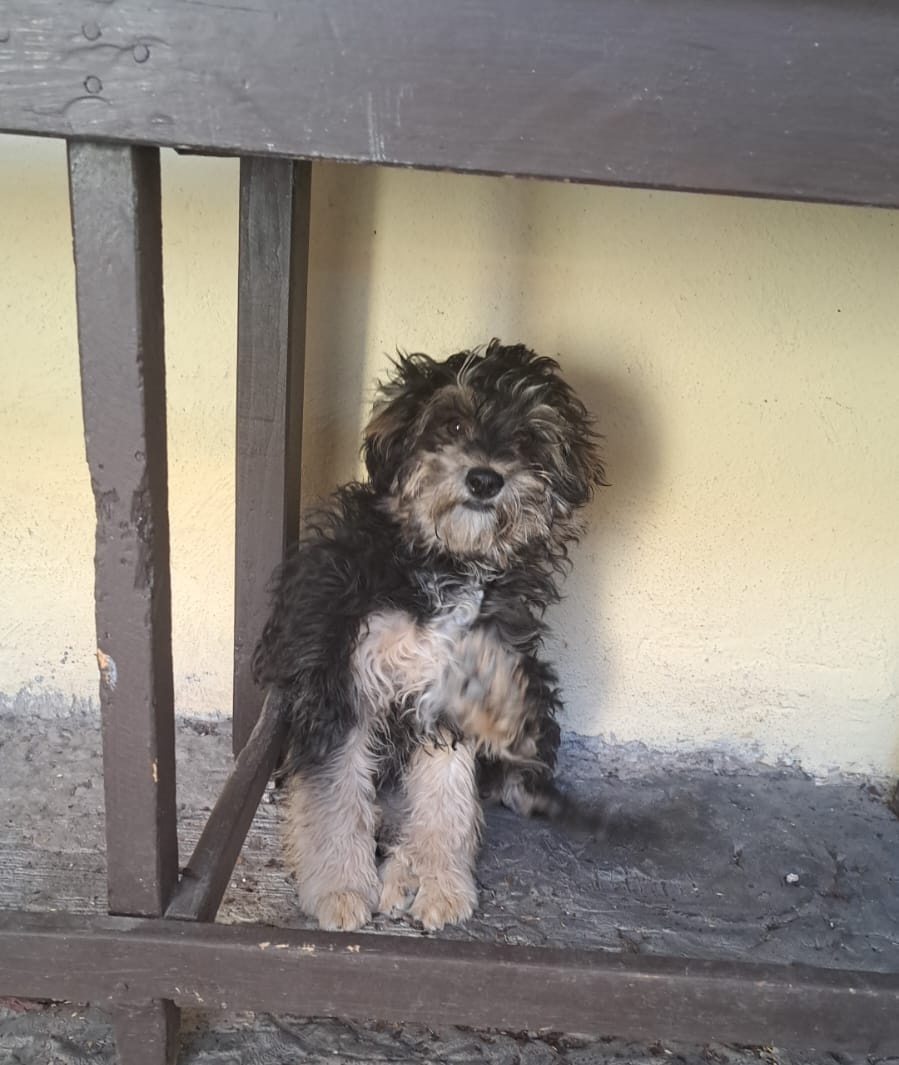 cuentaconmigo01's tweet photo. Terminamos la semana con un comienzo. 🐶
#Pachuli empezará su protocolo de salud, alistándose para buscar hogar.
🏠🐾❤️
#CuentaConmigo https://t.co/vH2VlkUk6s