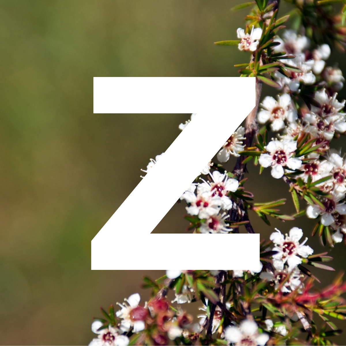 🌳 Trees That Count 🌳 tweet media