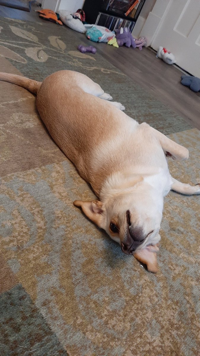 DobbyYellowDox's tweet photo. Why is he like this https://t.co/CawBs4o3Tz