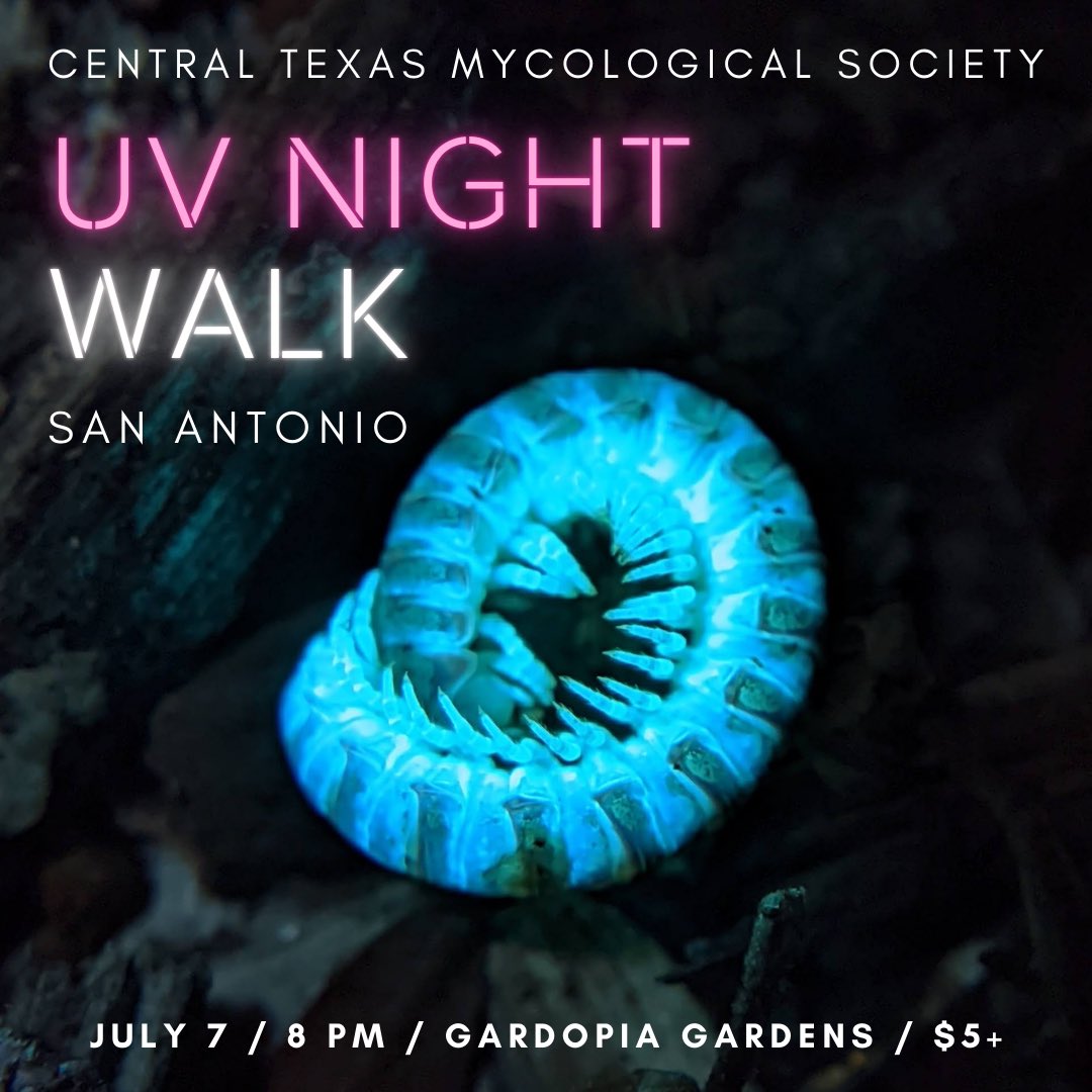 SATX UV Night Walk at Gardopia! This Friday, July 7th! ⏰ 8-10pm 📍 Gardopia Gardens Register here: centraltexasmycology.org/workshops/uv-n…