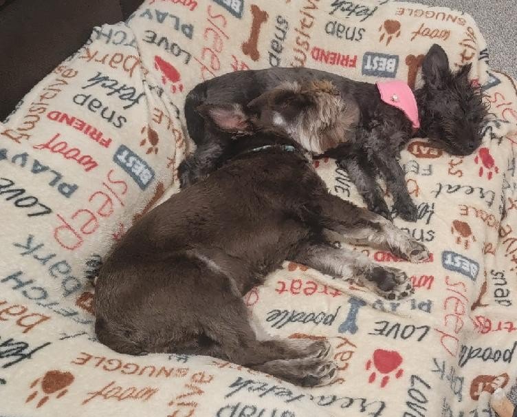 cdseghetti's tweet photo. My Crew 😂🖤💙🐾
#Schn https://t.co/k9jyZRURYd