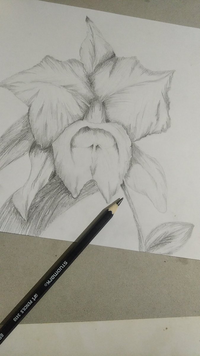 codey4k's tweet photo. Orquídea
Técnica: Cross hactching

#codey4k #arte https://t.co/phntUBxmGo