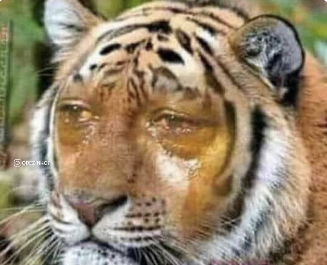 bruninz1's tweet photo. O tigre do seu cobertor vendo você peidar nele: https://t.co/QrSyM4umqj