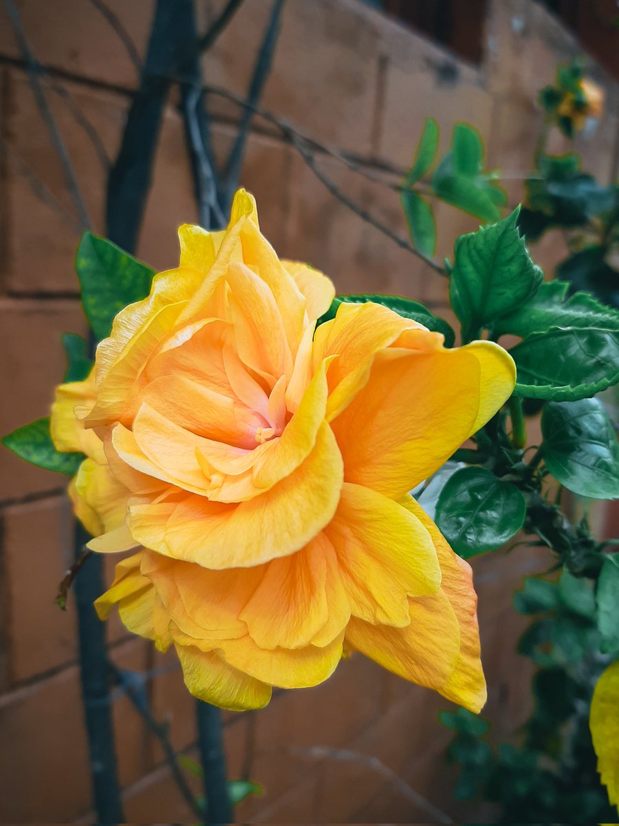 crisrhyiu's tweet photo. Bloom🌸 #MobilePhotography #RandomVisuals https://t.co/fGTbtLAfUz