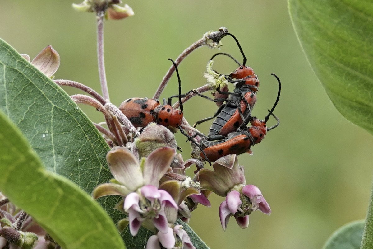 dbiollo's tweet photo. The Milkweed of Earthly Delights
Red milkweed beetle mating season and a lot of asian lady beetle larvae at Central Park https://t.co/cKba2XLe81