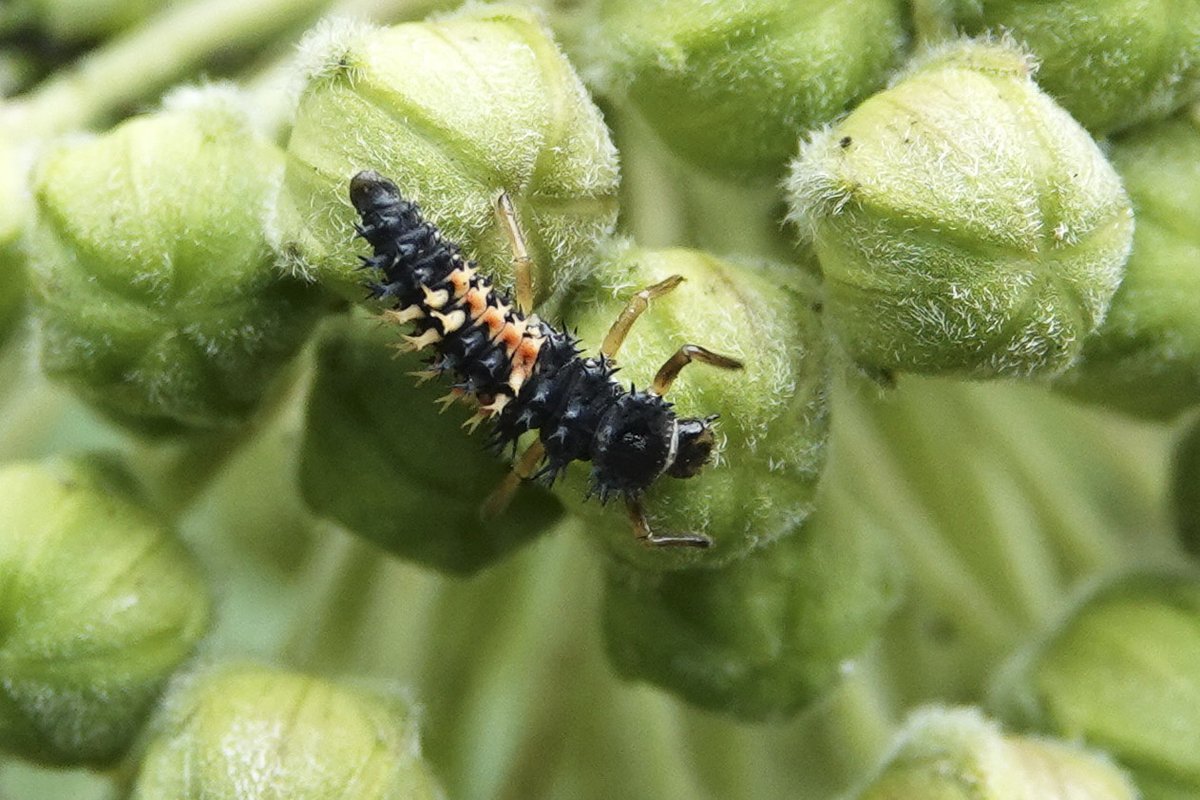 The Milkweed of Earthly Delights
Red milkweed beetle mating season and a lot of asian lady beetle larvae at Central Park