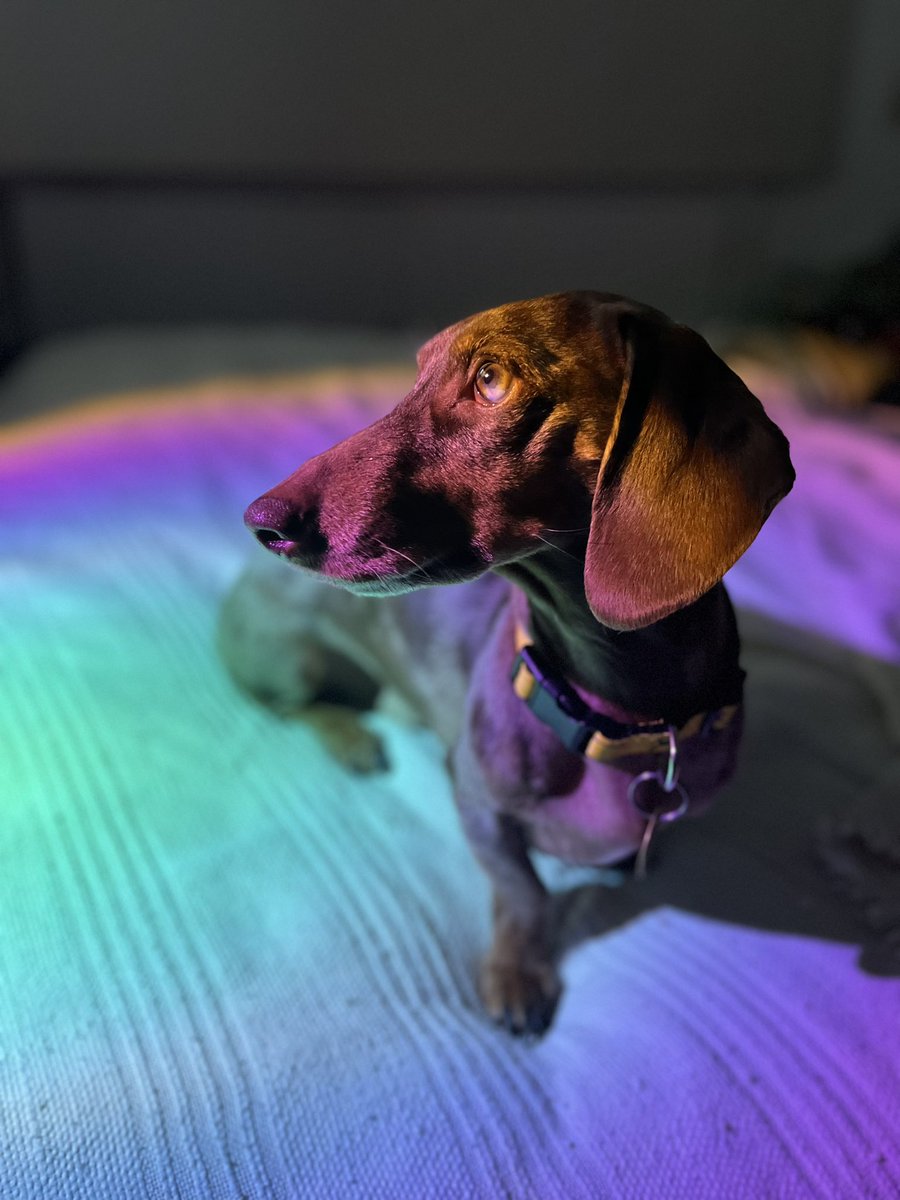 puse esta luz para probar, me fui de la habitación y para cuando volví lo tenía a este payaso posando porque él tiene que estar siempre en el spotlight