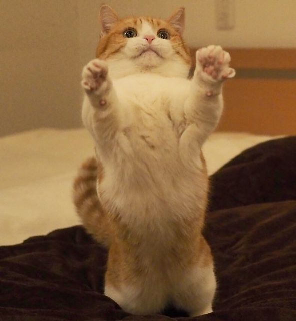 DrMcDingle's tweet photo. hi!

#CatsOfTwitter #Cat #CatsAreFamily #cats #cute #CatMeme #kittens #KittyTwitter #kitten #funniest #Memes #animals #animal #Katze #кошка #кот #pets #gato #猫 #고양이 #猫のいる暮らし #猫好きさんと繋がりたい #고양이 #meow https://t.co/FPtpZ1eIax