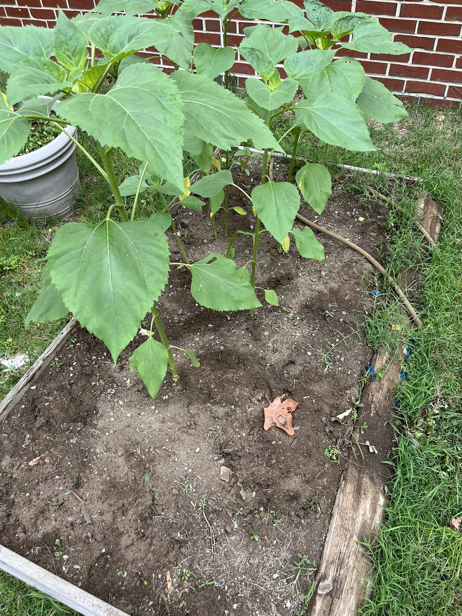 Hey 2K, check it out! One of our classmates weeded our garden bed and sent me this photo this morning. Look at how much our sunflowers have grown in the last two weeks. Maybe we'll have some late summer blooms! <a href="/NMSCTP/">Kathleen Ramirez</a> <a href="/NMSCTAP/">North Mianus School</a> <a href="/GreenwichPSSci/">Tara Fogel</a>