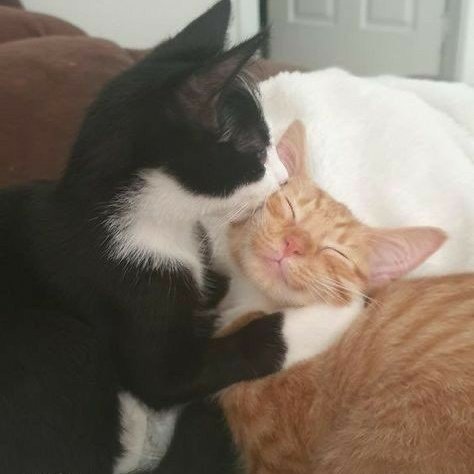 casstemo's tweet image. meow meow