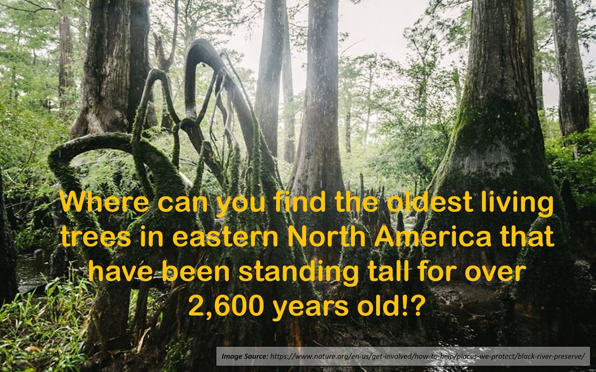 🌳🌲 Calling all nature enthusiasts and trivia lovers! 

🌿🌳 Question of the Day for you!

🌾 Comment your answer below and let's see who can uncover the secret home of these remarkable beings! 

#TreeTrivia #WePlantitForward #NatureLovers #PreservingOurPlane