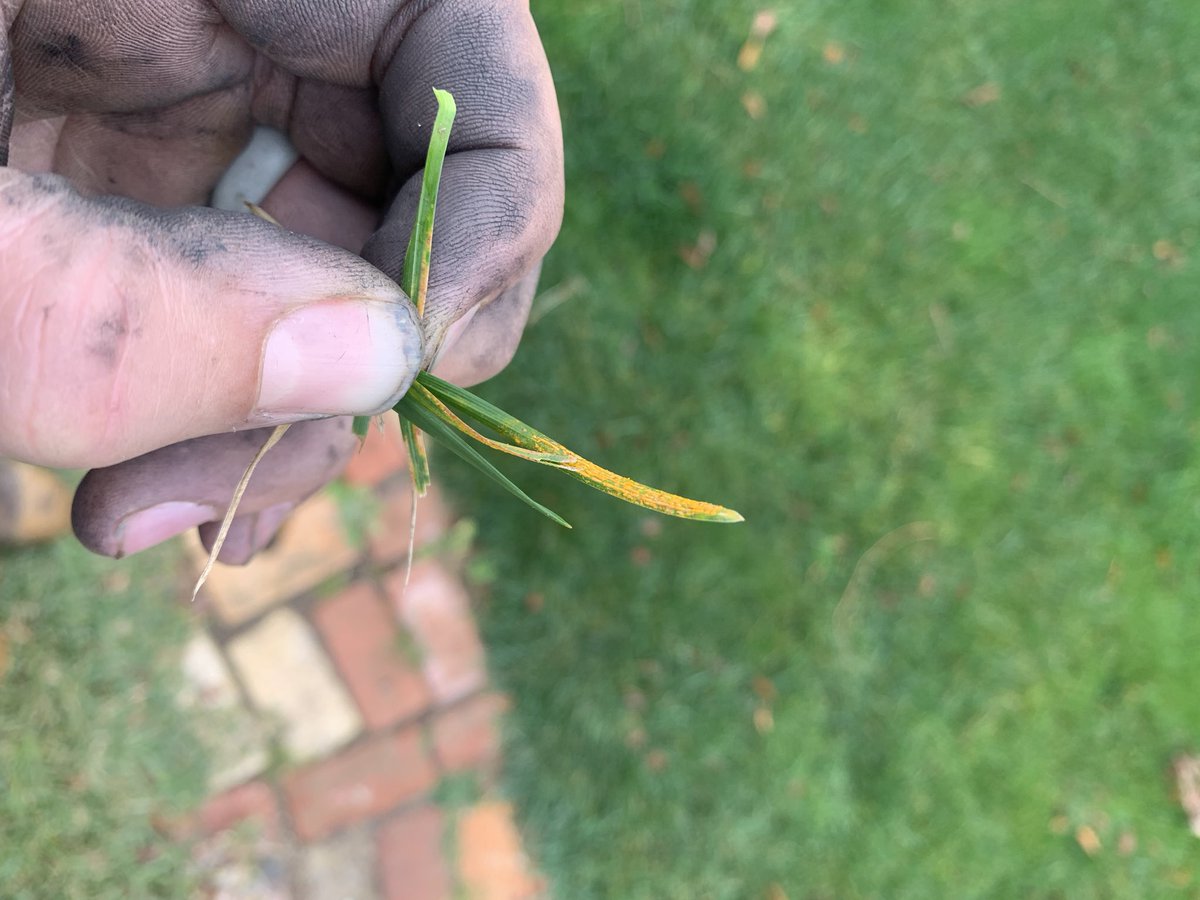 First sign of rust for the year showing up in Dads fescue lawn