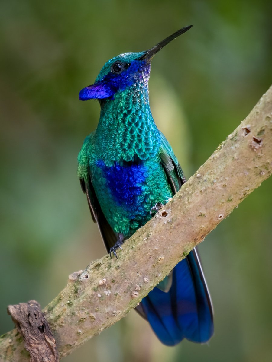 edularotta's tweet photo. El famoso chillon. Colibrí coruscans. Altiplano cundiboyacense. Colombia tierra de aves. https://t.co/U4t3taNArQ