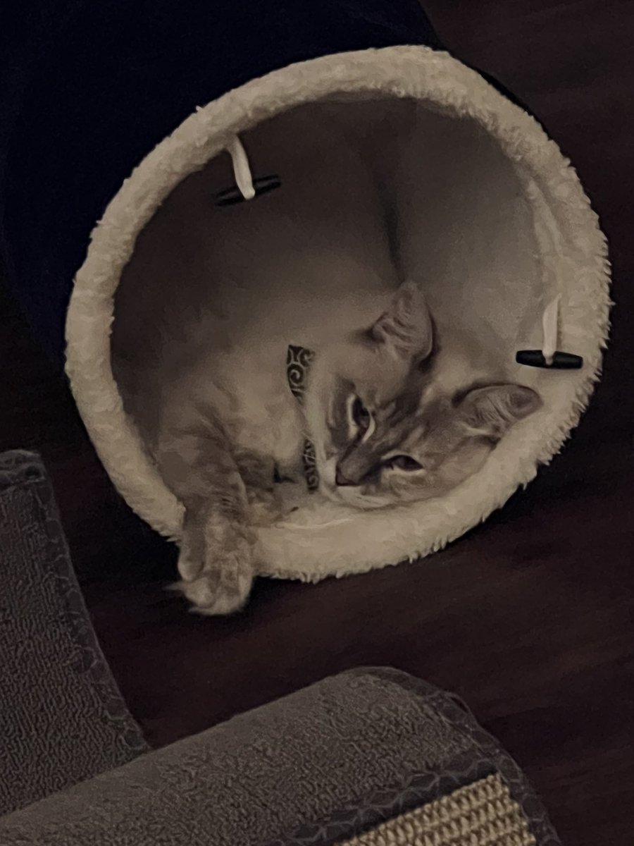 thatskyiko's tweet photo. @KuronekoSky1 She is a troublemaker and always looks cute doing so. https://t.co/7G365uhhLQ