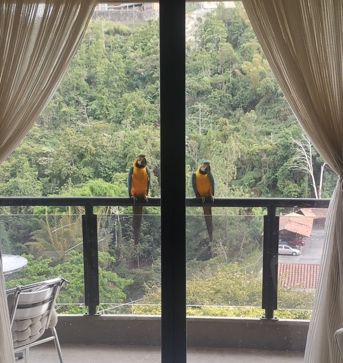 BianchiCarlos's tweet photo. Visita vespertina ! .. 🐦 https://t.co/dDemZF2I0V
