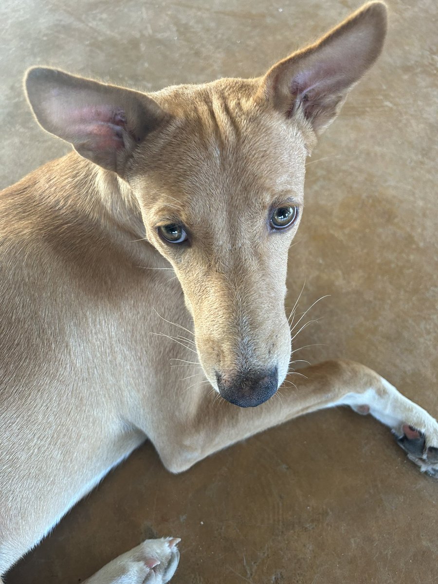 palaeobeth's tweet photo. Already missing the latest @turkanabasin doggo, Tupak ❤️ #FieldworkProbs https://t.co/7YPZEsh6r5
