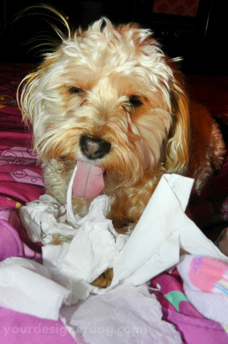 #Tissue Tongue! is.gd/NrEtDh #blog #cute #designerdogs #dogs #mischief #pets #photography #Sadie #tongue