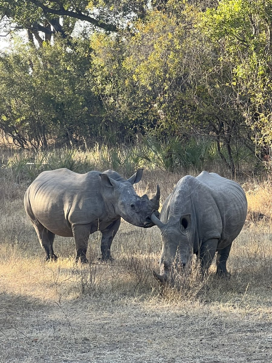 Still pinching myself that just a few days ago I was starring at these two amazing beauties! #zambia #whiterhino #gamedrive