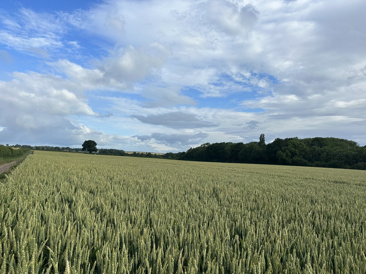 Sam Hugill tweet media