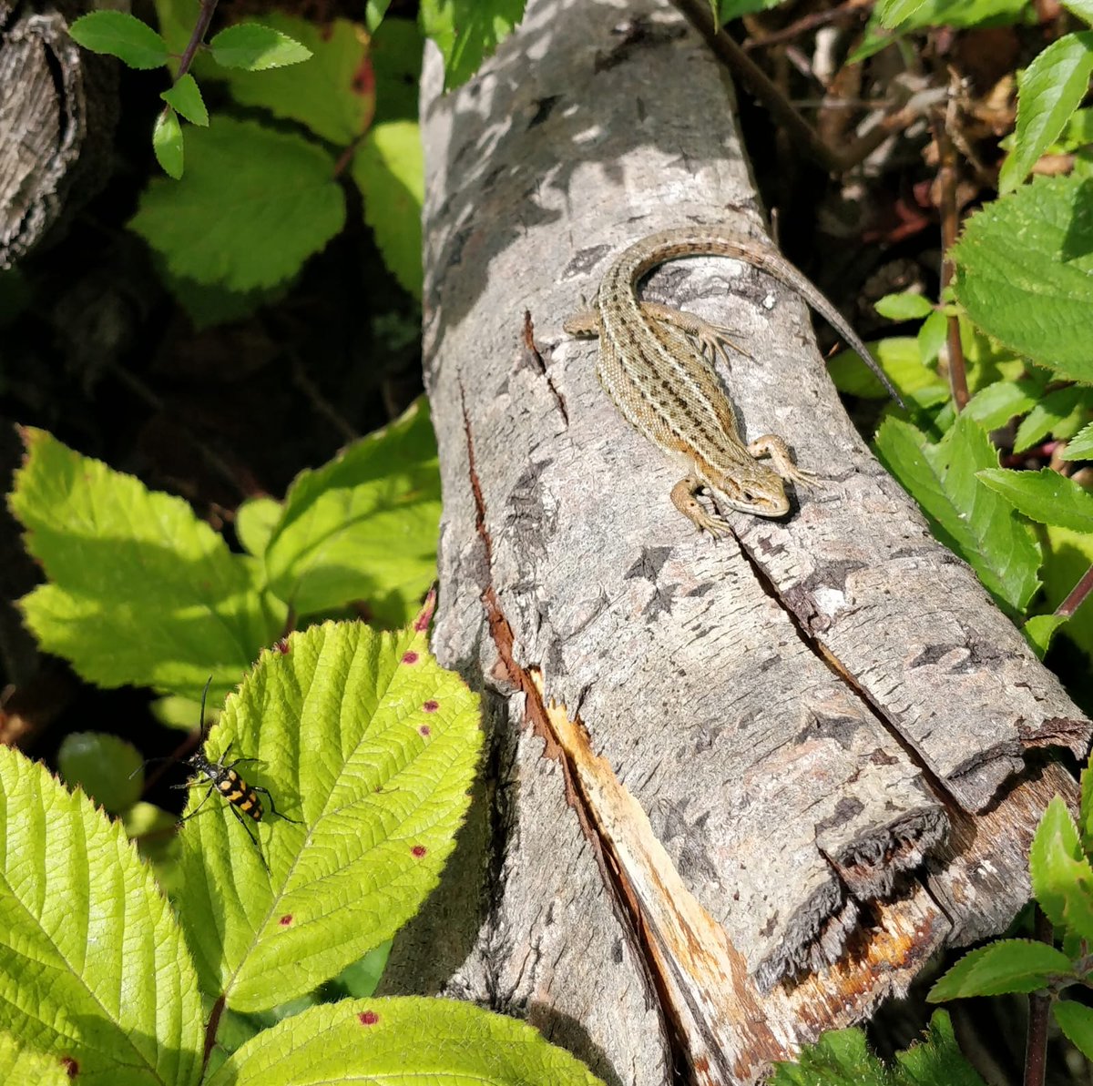 My partner snapped this pic at the weekend and didn't want to post it herself, not being overly keen on the social platforms. She gave permission for me to post it instead. Leptura quadrifasciata and a Common Lizard. Smashing picture @NLonghornRS @ColSocBI @ARC_Bytes