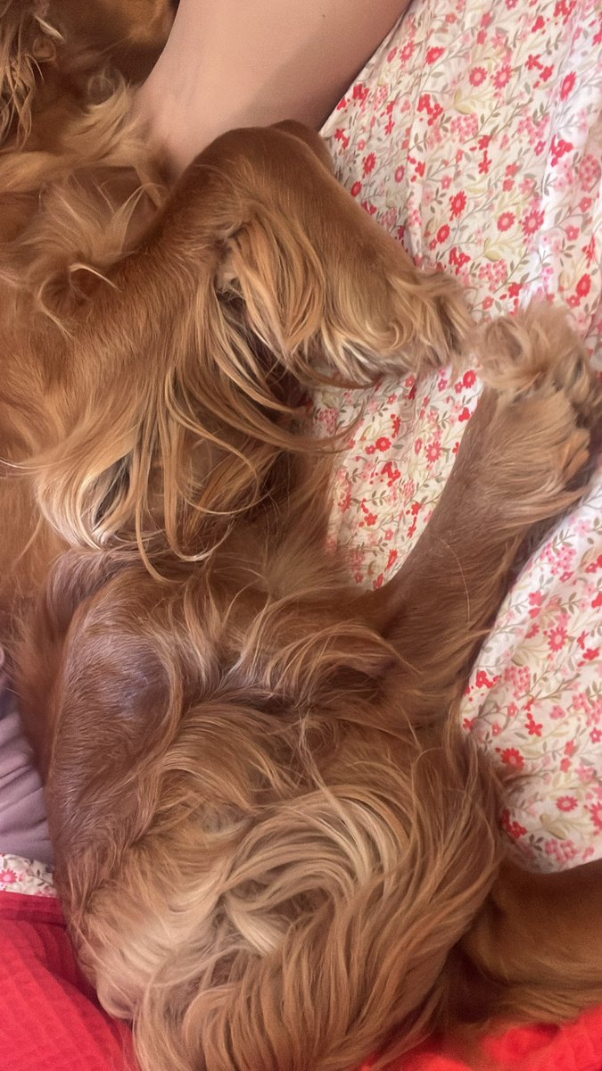 herabeybi's tweet photo. 🐶🐶🐶🐶🤍🤍🤍🤍🤍😍😍😍🐶🐶🤍🤍😍😍😍🐶🐶🐶🤍🤍🤍😍😍😍🐶🐶🐶🤍🤍🤍😍😍😍🤍🤍🤍🤍🤍🤍🐶🐶🐶 https://t.co/6rqICfiAFG