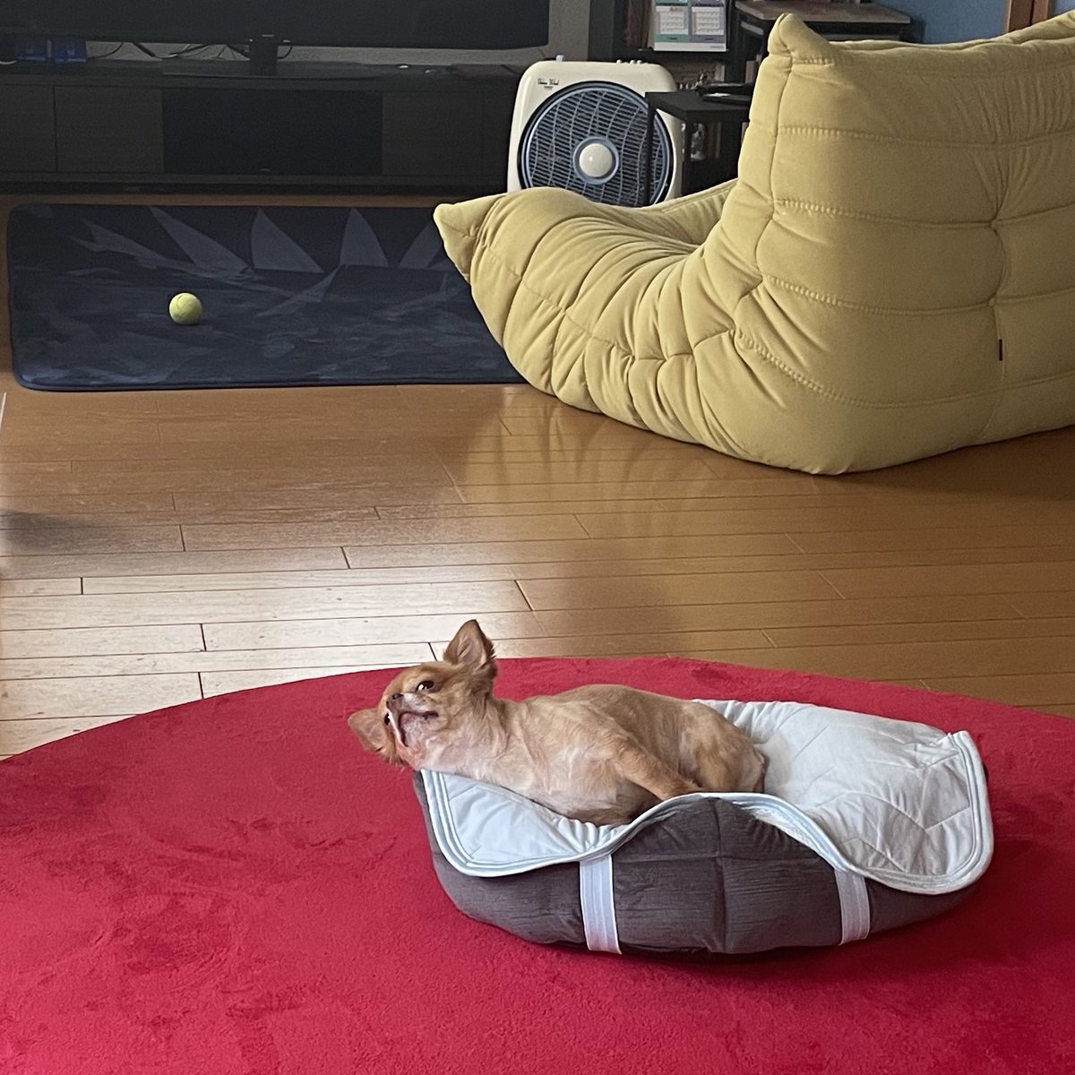 NISHIKAWA https://t.co/YorVfSsy3s