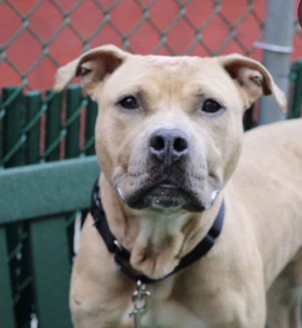 TomJumboGrumbo's tweet photo. Graham 173584 is desperate for help. DELISTED to die and so overlooked, he’s a sweetheart who is guilty only of being scared of the dogs around him. Adoptable from any location, he needs to be in a family as a solo dog with age 13+ kids. If you can save Graham’s life, please DM @notthesameone2. 

https://t.co/3YNzqjZ1ym