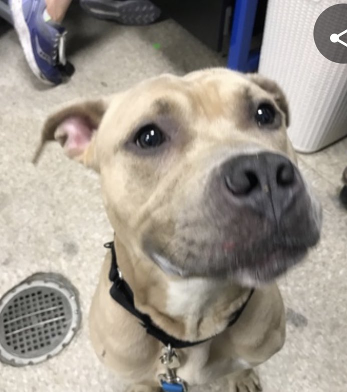 TomJumboGrumbo's tweet photo. Graham 173584 is desperate for help. DELISTED to die and so overlooked, he’s a sweetheart who is guilty only of being scared of the dogs around him. Adoptable from any location, he needs to be in a family as a solo dog with age 13+ kids. If you can save Graham’s life, please DM @notthesameone2. 

https://t.co/3YNzqjZ1ym