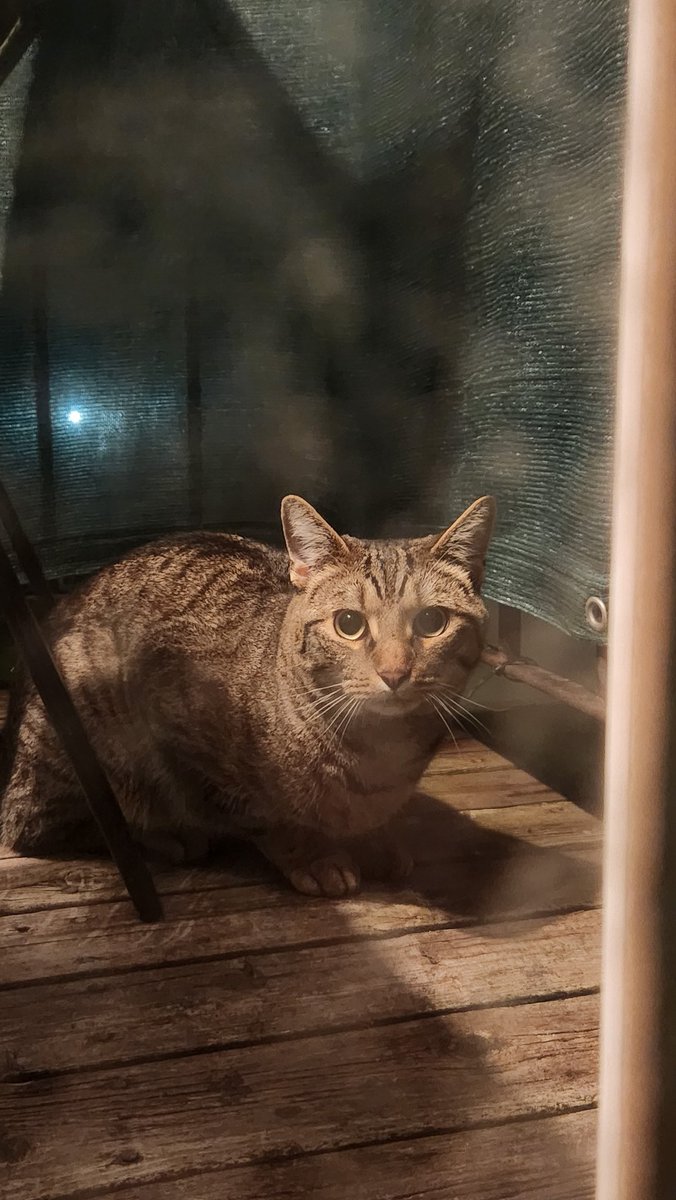 CrystalJMacD's tweet photo. Anyone in Stratford missing their kitty? https://t.co/qGpRrn9euU