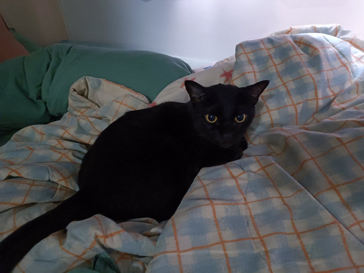 ArvinpalSD's tweet photo. @JezCorden My cats Nera and Lakhey, taking over all my spaces. https://t.co/uZi8HbEYUT