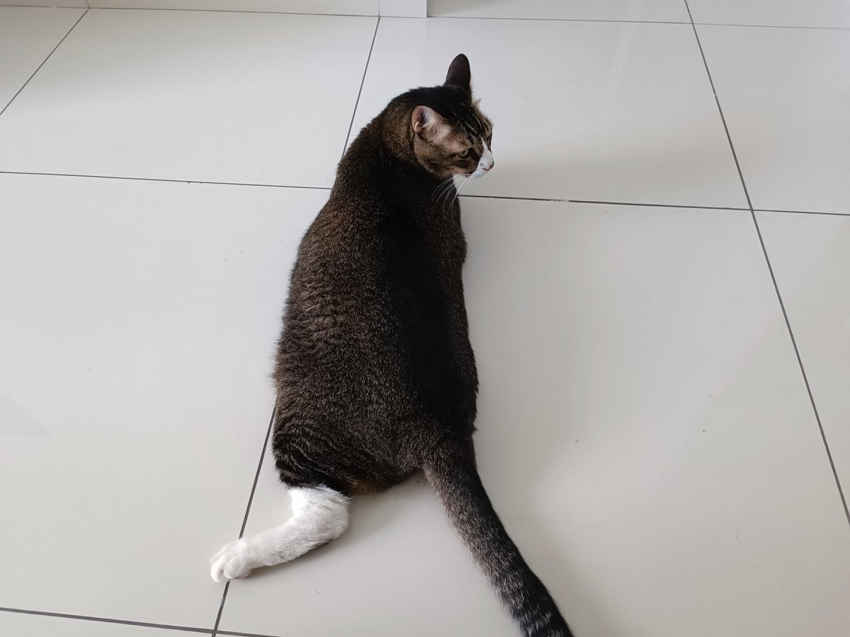 ArvinpalSD's tweet photo. @JezCorden My cats Nera and Lakhey, taking over all my spaces. https://t.co/uZi8HbEYUT