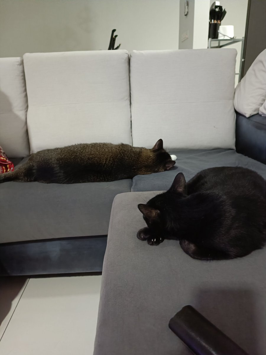 ArvinpalSD's tweet photo. @JezCorden My cats Nera and Lakhey, taking over all my spaces. https://t.co/uZi8HbEYUT
