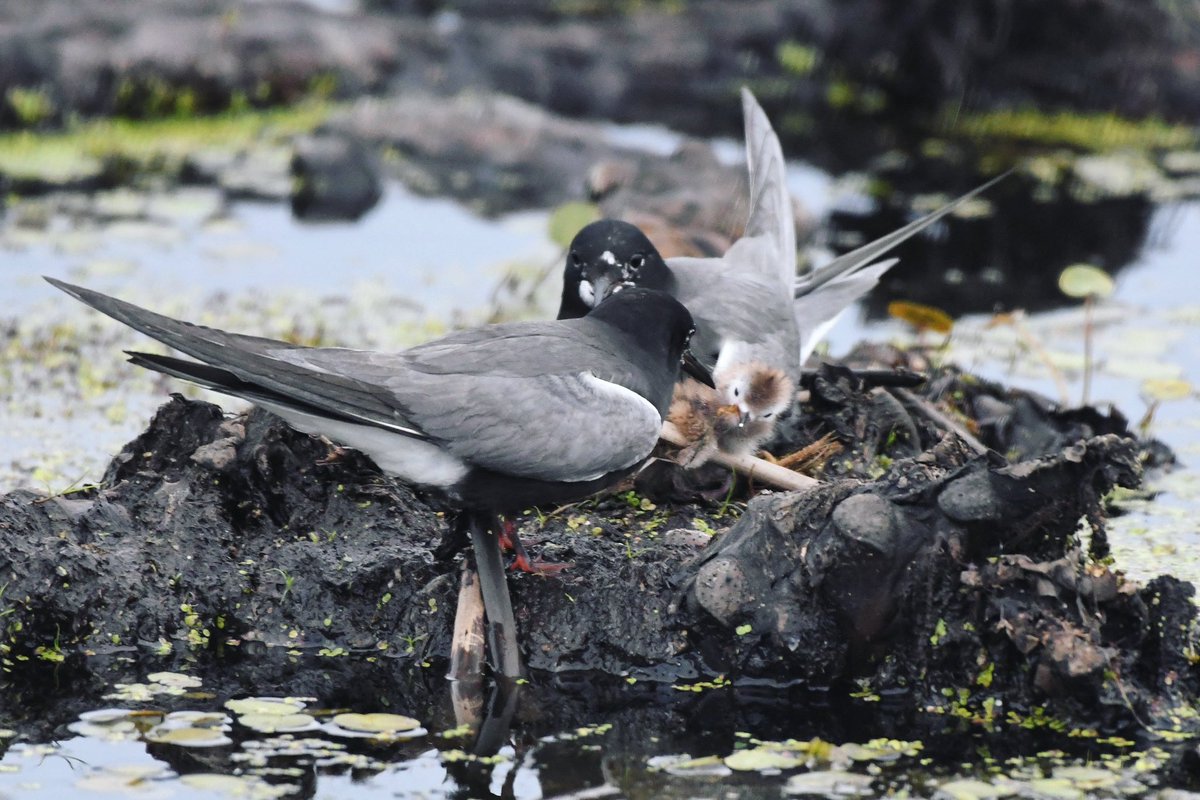 asterwiz's tweet photo. The Black Tern (Chlidonias niger) feeding its young. #tern #blacktern #nest #babies #birdwatching #feeding #ornithology #birdsofcanada #birdsofnorthamerica #shotonnikon #d500 #dslr #summer #afternoon #pointpeleenationalpark #pointpelee #ontario #canada #sharecangeo https://t.co/QjVqNwdAk5