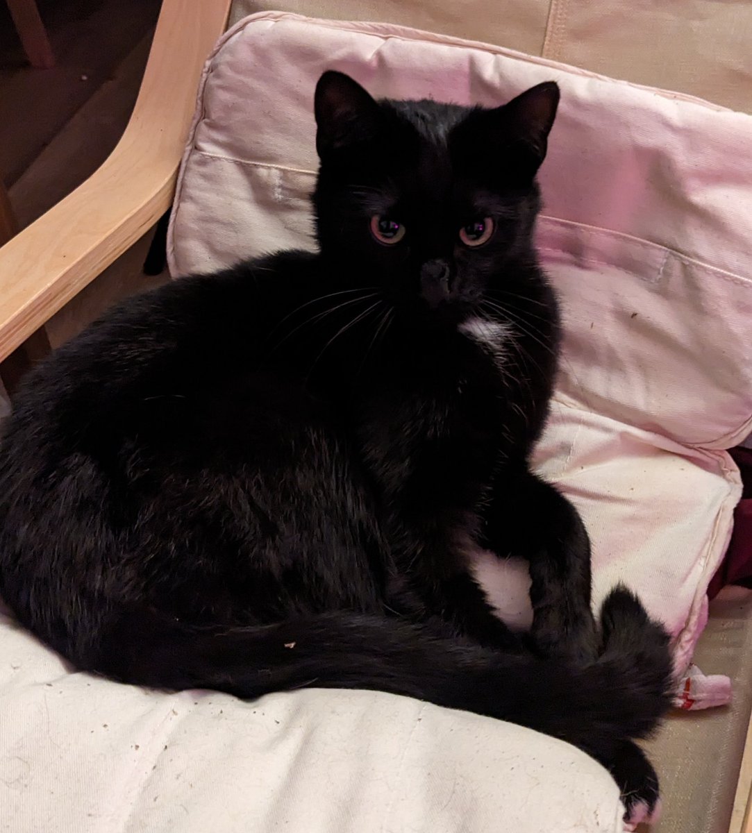 ellenfromnowon's tweet photo. ok he's settled down for the night on the cat poang, goodnight mister https://t.co/yEvxJQpDKw
