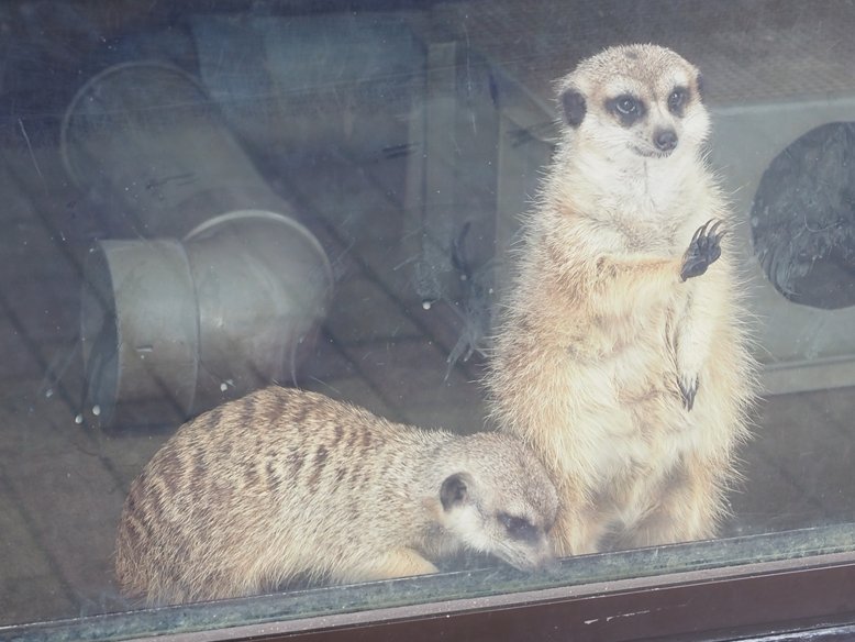 kyotoshidoubut1's tweet photo. 7月3日は「世界ミーアキャットの日」です。
※本日は休園日です。

#京都市動物園 #kyotocityzoo #ミーアキャット #ホック #ロック #オラック #7月3日 #世界ミーアキャットの日 #meerkat #hook #rock #olack #july3 #worldmeerkatday https://t.co/83NCAx6vAC