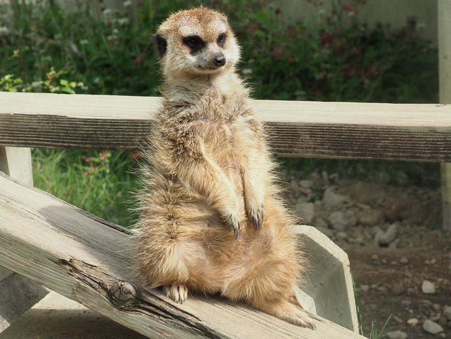 kyotoshidoubut1's tweet photo. 7月3日は「世界ミーアキャットの日」です。
※本日は休園日です。

#京都市動物園 #kyotocityzoo #ミーアキャット #ホック #ロック #オラック #7月3日 #世界ミーアキャットの日 #meerkat #hook #rock #olack #july3 #worldmeerkatday https://t.co/83NCAx6vAC