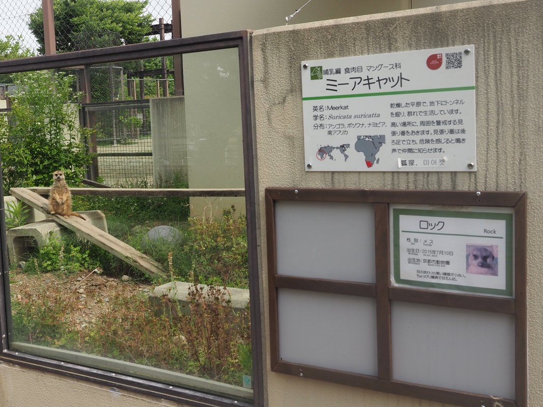 kyotoshidoubut1's tweet photo. 7月3日は「世界ミーアキャットの日」です。
※本日は休園日です。

#京都市動物園 #kyotocityzoo #ミーアキャット #ホック #ロック #オラック #7月3日 #世界ミーアキャットの日 #meerkat #hook #rock #olack #july3 #worldmeerkatday https://t.co/83NCAx6vAC