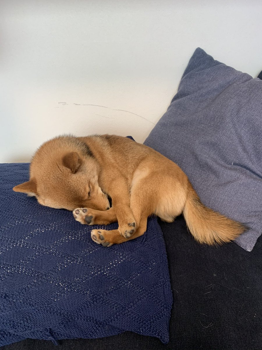 mameta_diary's tweet photo. 小さくまとまってる
#犬 #dog #柴犬 #shibainu #柴 #shiba #日本犬 #和犬 #Japanesedog #犬のいる生活 #柴犬のいる生活 #豆太 #mameta https://t.co/A3zloWqGuc