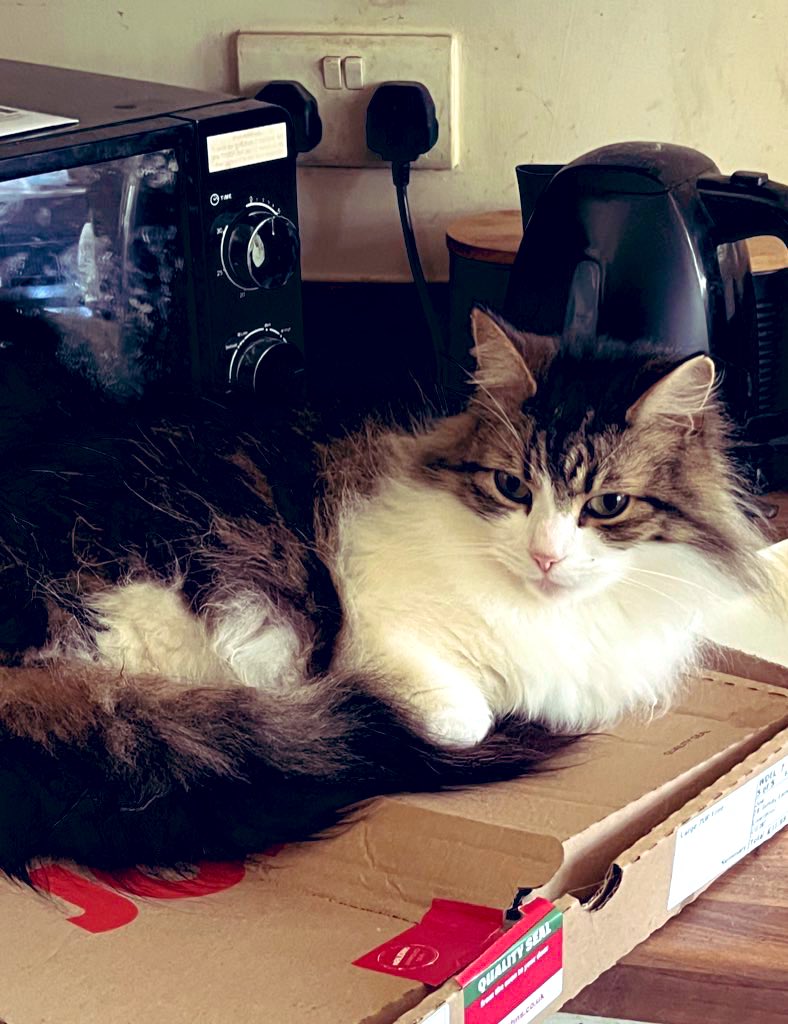 Scousebuttons's tweet photo. Unfortunately last night we lost Buttons to the other side rainbow 🌈 bridge. I’m absolutely heartbroken beyond words. She came into my life at my darkest points and gave me that bit of brightness and companionship I needed. I’ll always love her and thank you for memories Fluffy. https://t.co/mviXTqH6Os